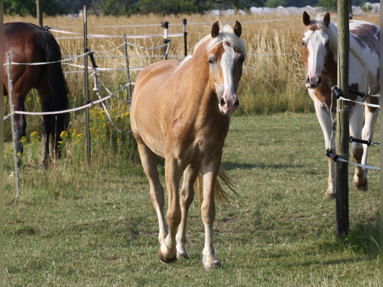 Haflinger Wallach 2 Jahre 148 cm in Gernsheim