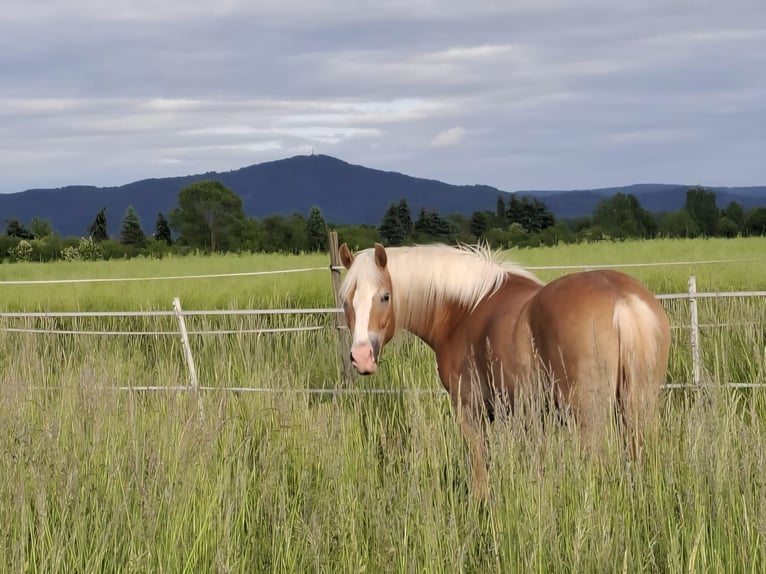 Haflinger Wallach 2 Jahre 148 cm in Gernsheim