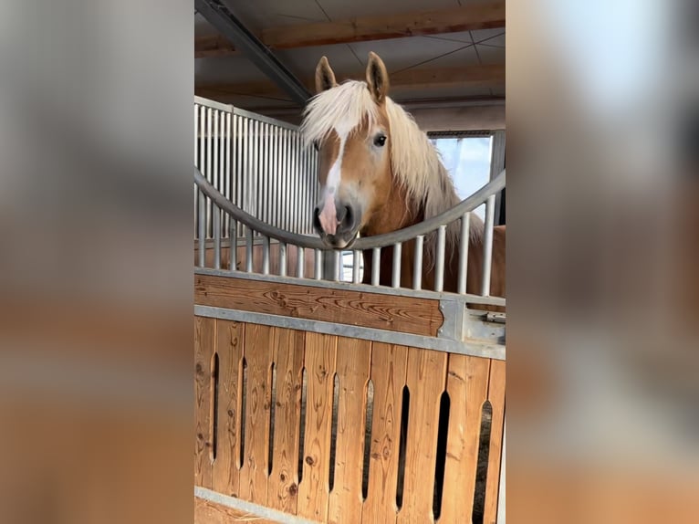 Haflinger Wallach 2 Jahre 148 cm Fuchs in Sieggraben
