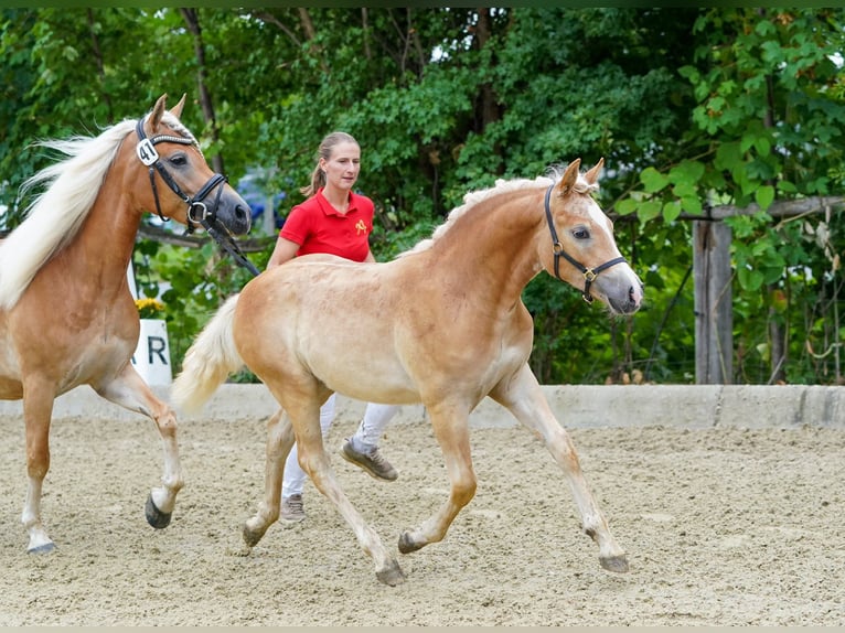 Haflinger Wallach 2 Jahre 148 cm Fuchs in Sieggraben