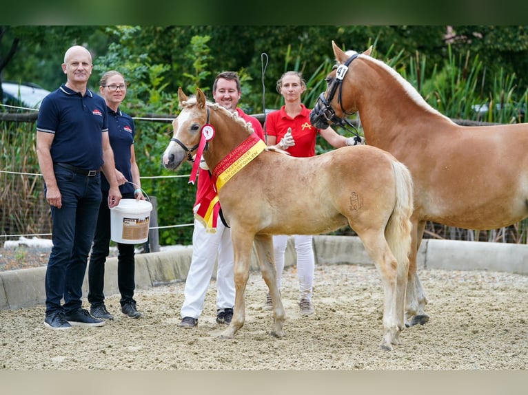 Haflinger Wallach 2 Jahre 148 cm Fuchs in Sieggraben