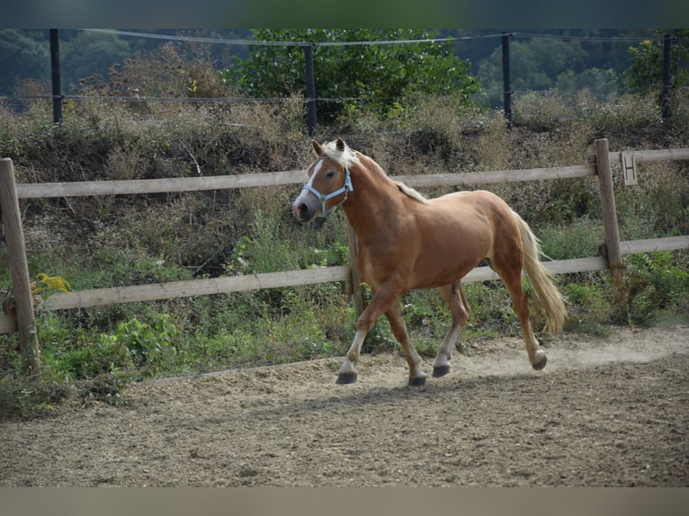 Haflinger Wallach 2 Jahre 148 cm Fuchs in Wördern