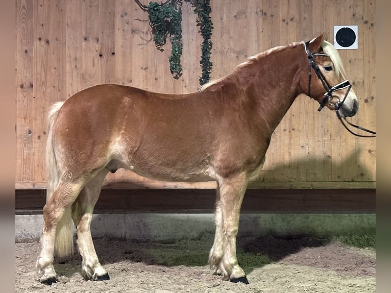 Haflinger Wallach 2 Jahre 148 cm Fuchs in Riedlingen