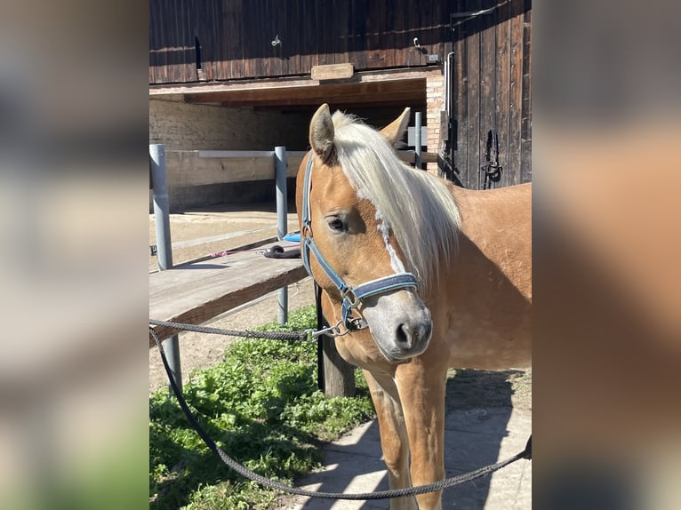 Haflinger Wallach 2 Jahre 148 cm Palomino in Breitenbach