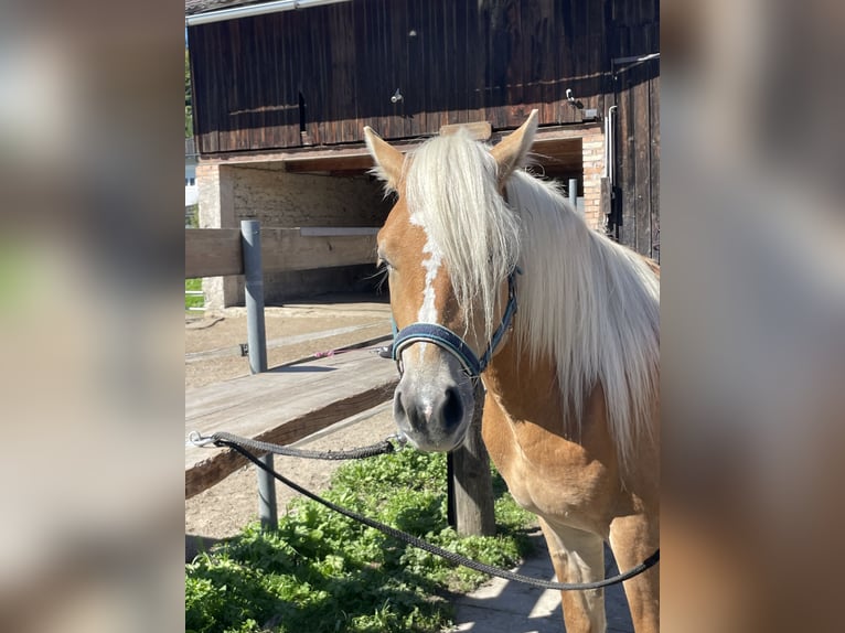 Haflinger Wallach 2 Jahre 148 cm Palomino in Breitenbach