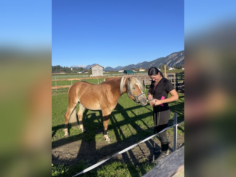 Haflinger Wallach 2 Jahre 148 cm Palomino in Breitenbach