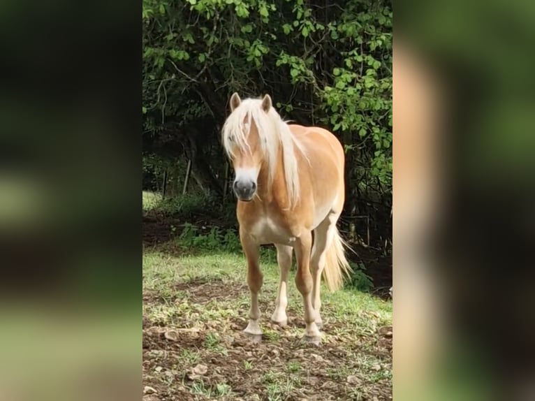 Haflinger Wallach 2 Jahre 149 cm Fuchs in Gummern