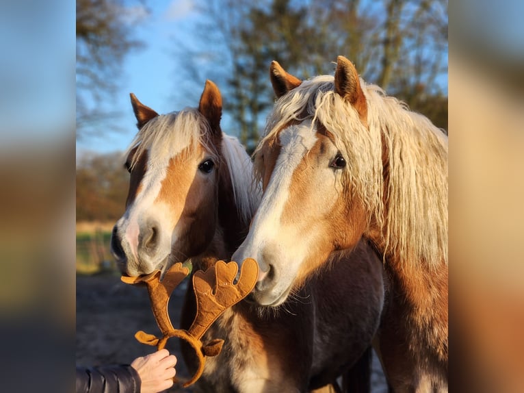 Haflinger Wallach 2 Jahre 150 cm Falbe in Raa-Besenbek
