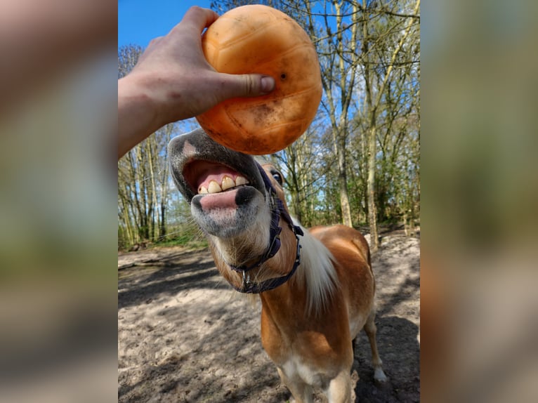 Haflinger Wallach 2 Jahre 150 cm Falbe in Raa-Besenbek