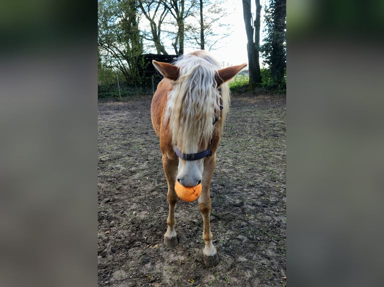 Haflinger Wallach 2 Jahre 150 cm Falbe in Raa-Besenbek