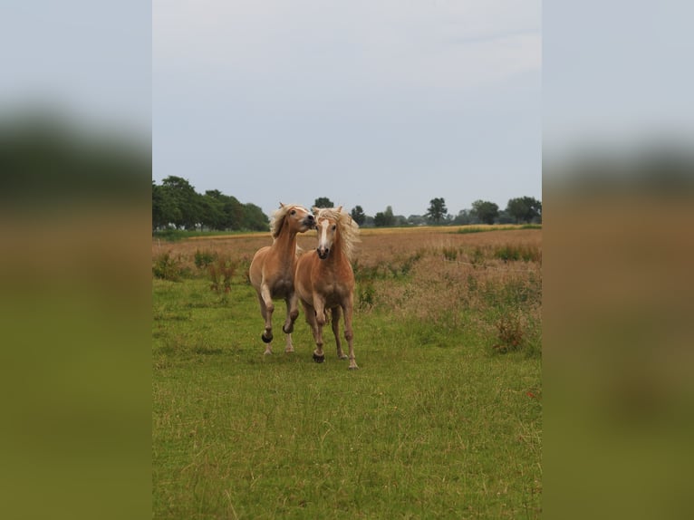 Haflinger Wallach 2 Jahre 150 cm Falbe in Raa-Besenbek