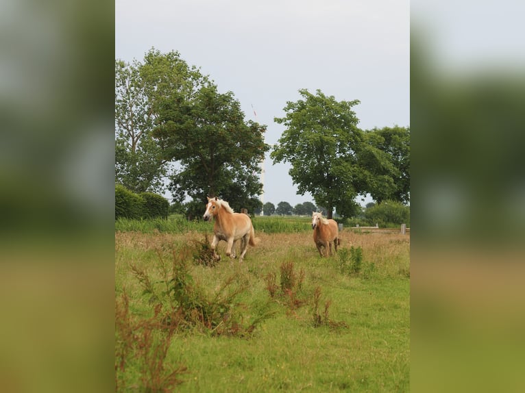 Haflinger Wallach 2 Jahre 150 cm Falbe in Raa-Besenbek