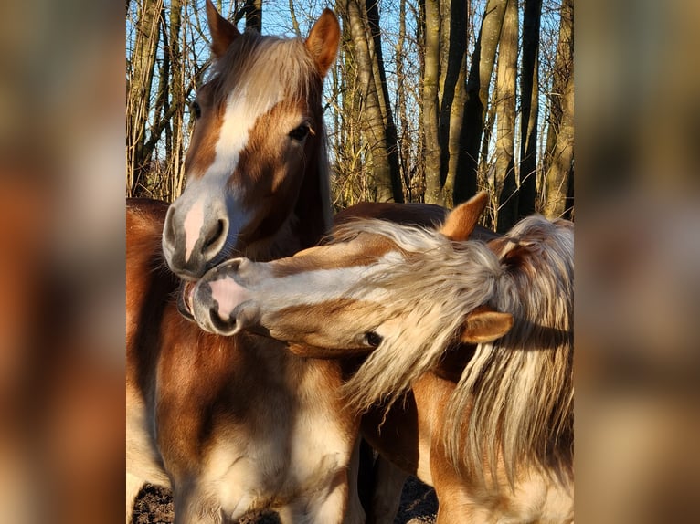 Haflinger Wallach 2 Jahre 150 cm Falbe in Raa-Besenbek