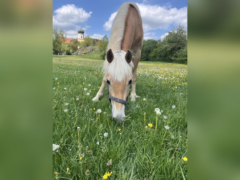 Haflinger Wallach 2 Jahre 150 cm Fuchs in Parsberg