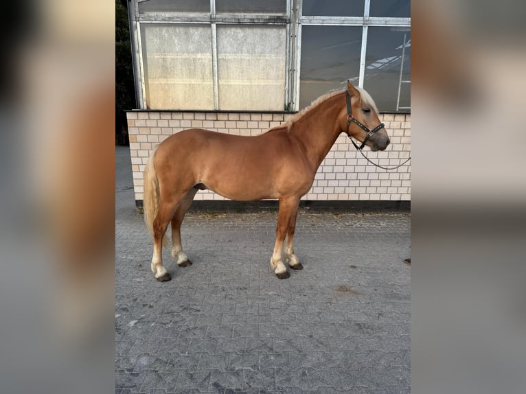 Haflinger Wallach 2 Jahre 150 cm Fuchs in Mettmann