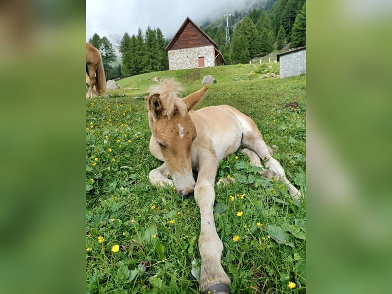 Haflinger Wallach 2 Jahre 150 cm Fuchs in Mettmann