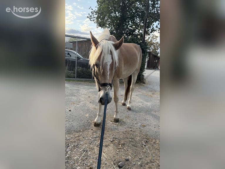 Haflinger Wallach 2 Jahre 150 cm Fuchs in Frankfurt am Main