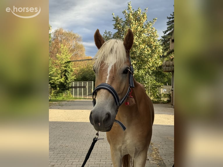 Haflinger Wallach 2 Jahre 150 cm Fuchs in Frankfurt am Main