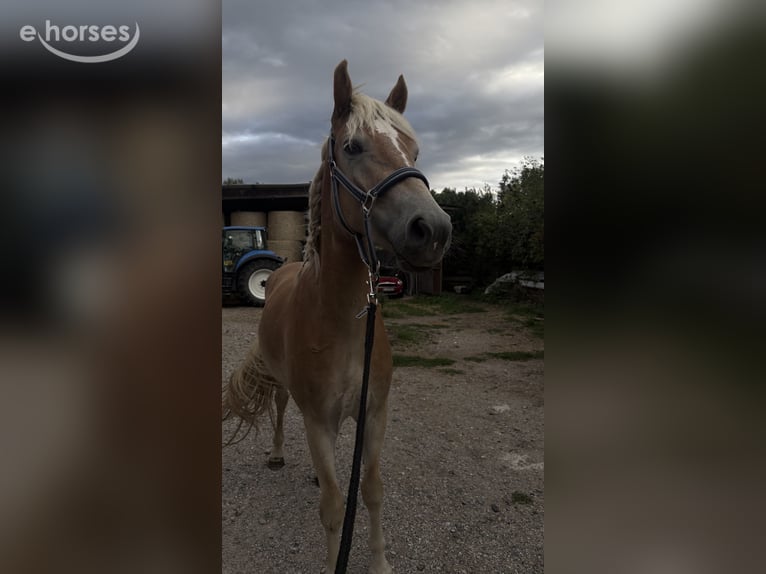Haflinger Wallach 2 Jahre 150 cm Fuchs in Frankfurt am Main