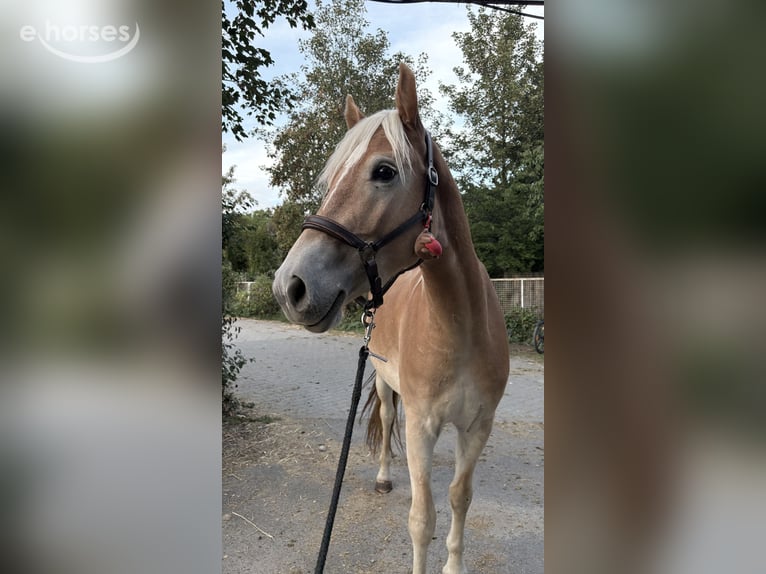 Haflinger Wallach 2 Jahre 150 cm Fuchs in Frankfurt am Main