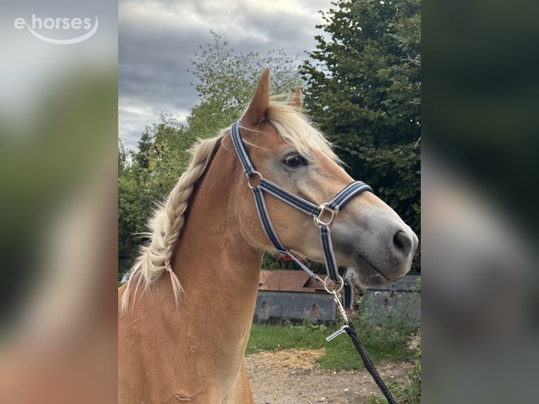 Haflinger Wallach 2 Jahre 150 cm Fuchs in Frankfurt am Main