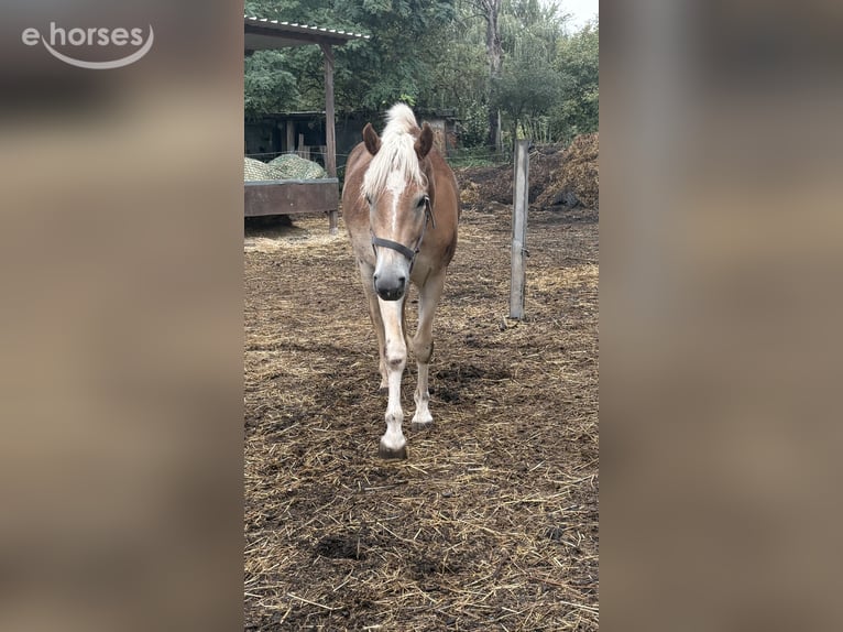 Haflinger Wallach 2 Jahre 150 cm Fuchs in Frankfurt am Main