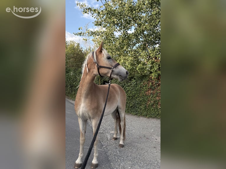 Haflinger Wallach 2 Jahre 150 cm Fuchs in Frankfurt am Main