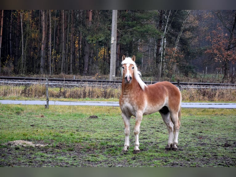 Haflinger Wallach 2 Jahre 150 cm Palomino in Brzozówka