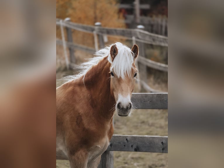 Haflinger Wallach 2 Jahre 151 cm Fuchs in Nauders