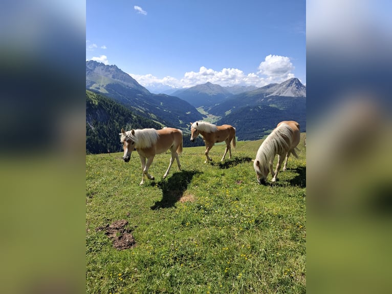 Haflinger Wallach 2 Jahre 152 cm Fuchs in Nauders