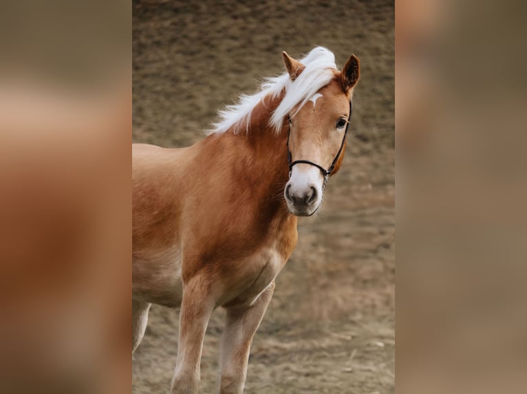 Haflinger Wallach 2 Jahre 152 cm Fuchs in Nauders