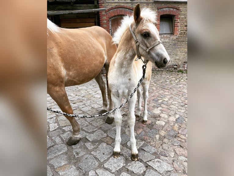 Haflinger Wallach 2 Jahre 153 cm in Trebbin