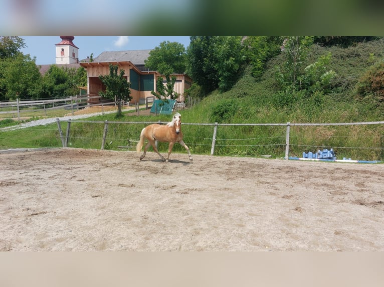 Haflinger Wallach 2 Jahre 153 cm Fuchs in Kirchberg