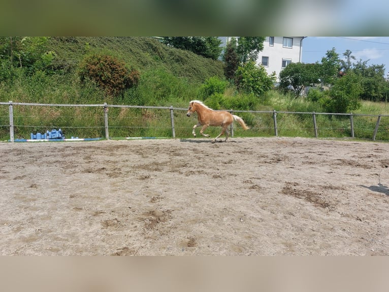 Haflinger Wallach 2 Jahre 153 cm Fuchs in Kirchberg