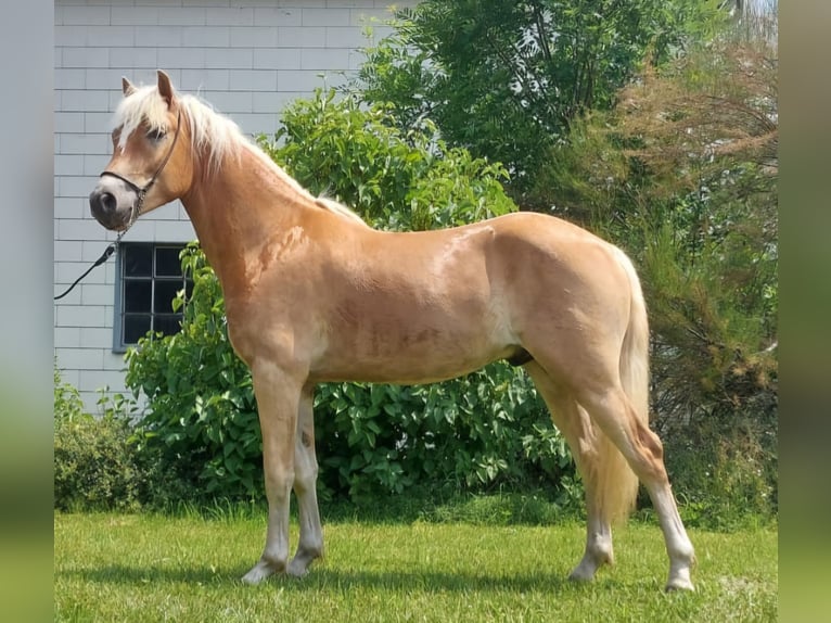 Haflinger Wallach 2 Jahre 153 cm Fuchs in Kirchberg