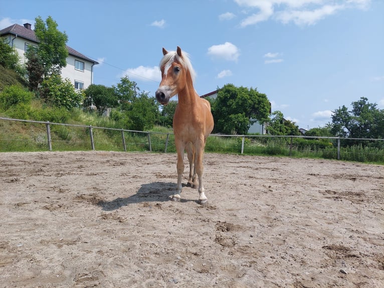 Haflinger Wallach 2 Jahre 153 cm Fuchs in Kirchberg