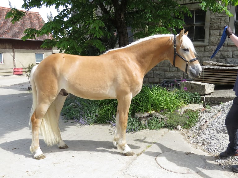 Haflinger Wallach 2 Jahre 153 cm Fuchs in Schrozberg