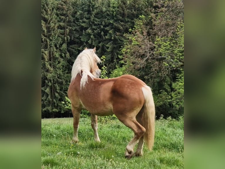 Haflinger Wallach 2 Jahre 153 cm Fuchs in Gummern