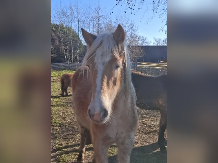 Haflinger Wallach 2 Jahre 155 cm Hellbrauner in Steenbergen