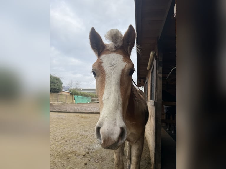Haflinger Wallach 2 Jahre 157 cm Fuchs in Leverkusen