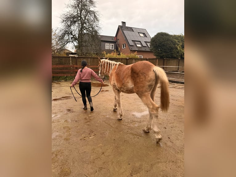 Haflinger Wallach 2 Jahre 157 cm Fuchs in Leverkusen