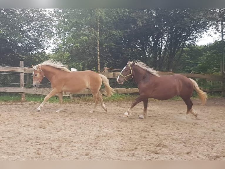 Haflinger Wallach 2 Jahre 158 cm in Wipperf&#xFC;rth