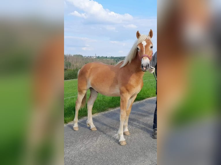 Haflinger Wallach 2 Jahre 158 cm in Wipperf&#xFC;rth