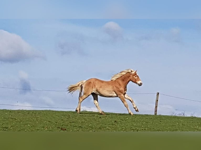 Haflinger Wallach 2 Jahre 158 cm in Wipperf&#xFC;rth