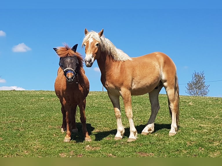 Haflinger Wallach 2 Jahre 158 cm in Wipperf&#xFC;rth