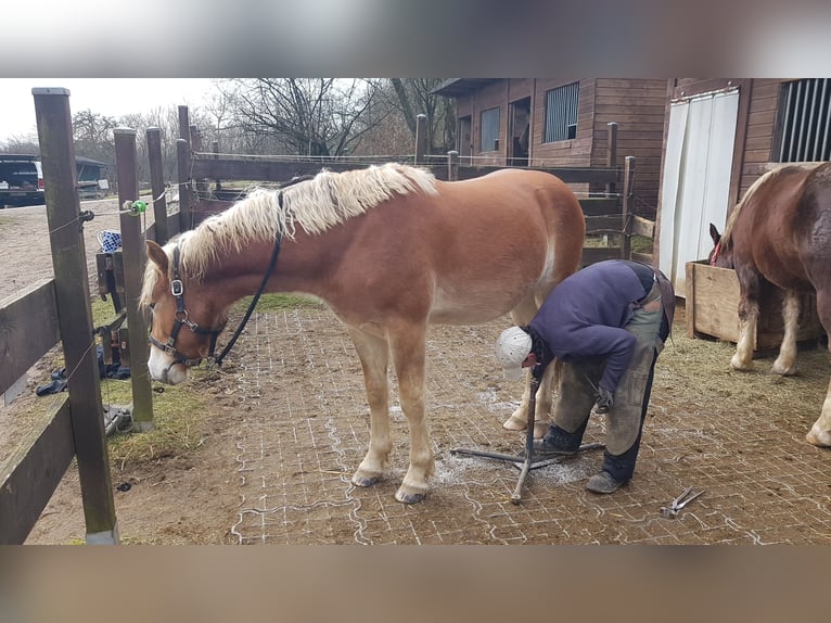 Haflinger Wallach 2 Jahre 158 cm in Wipperf&#xFC;rth