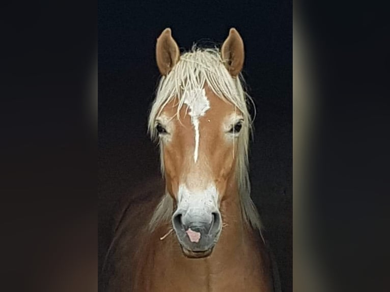 Haflinger Wallach 2 Jahre 158 cm in Wipperf&#xFC;rth