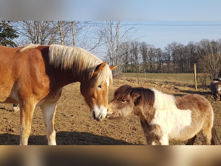 Haflinger Wallach 2 Jahre 158 cm in Wipperf&#xFC;rth