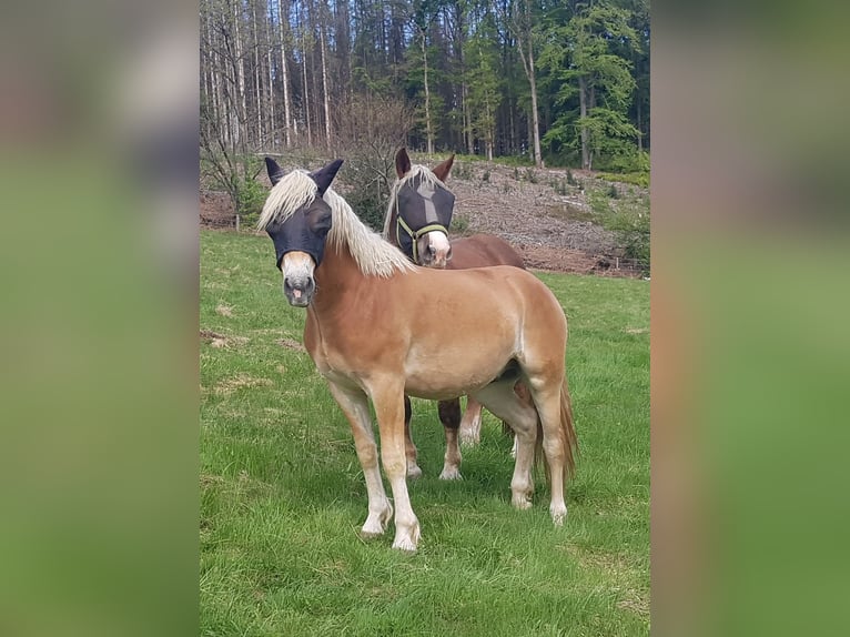 Haflinger Wallach 2 Jahre 158 cm in Wipperf&#xFC;rth