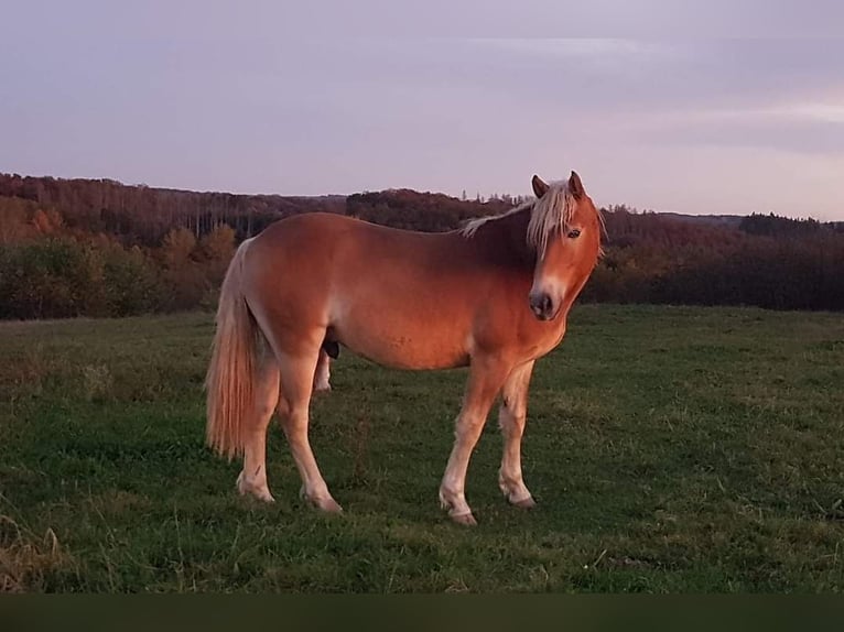 Haflinger Wallach 2 Jahre 158 cm in Wipperf&#xFC;rth